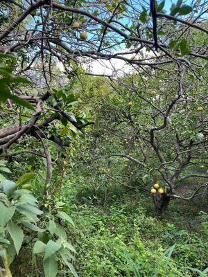 Quinta en Venta en Hacienda San Bartolo, Cadereyta Jiménez, N.L.