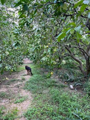 Quinta en Venta en Hacienda San Bartolo, Cadereyta Jiménez, N.L.