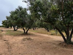 1 .5 HA en Valle de Guadalupe