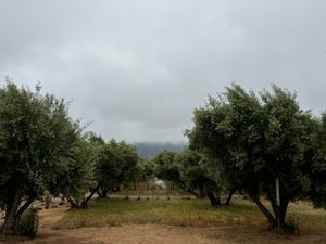 1 .5 HA en Valle de Guadalupe