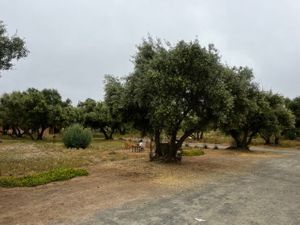 1 .5 HA en Valle de Guadalupe