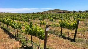 Oportunidad Viñedo en venta, 6.75 hect en Valle de Guadalupe