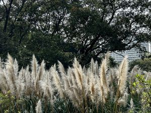 BOSQUE REAL , TERRENO FRENTE AL CAMPO DE GOLF