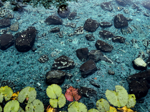 Lotes de terreno en venta, "Ruta de los cenotes" en Puerto Morelos. SP