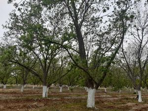 Terreno en Venta en Parras de la Fuente Centro Parras