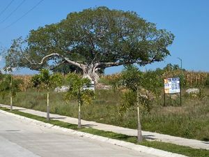 Terreno en Renta en Santa Fe Villa de Álvarez