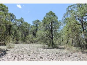 Terreno en Venta en Los Llanos Arteaga