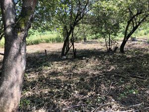 Terreno en Venta en Ignacio Bastida (Santa Catarina Tlayca) Yautepec