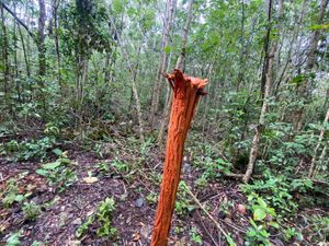 Terreno en Venta en Yaxché Tulum