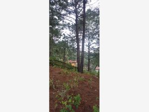 Terreno en Venta en Mazamitla Mazamitla