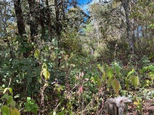 Terreno en Venta en San Jose Buenavista San Cristóbal de las Casas