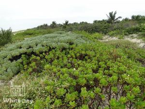 Terreno en Venta en El Cuyo Tizimín