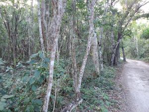 Terreno en Venta en Akumal Tulum