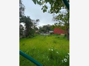 Terreno en Venta en Xalapa Enríquez Centro Xalapa