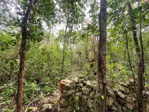 Terreno en Venta en La Veleta Tulum