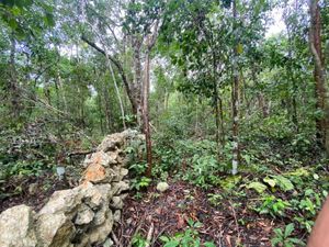 Terreno en Venta en La Veleta Tulum