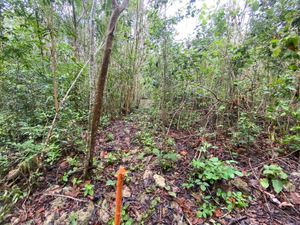 Terreno en Venta en La Veleta Tulum