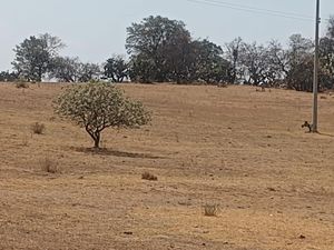 Terreno en Venta en San Joaquín Coscomatepec Aculco