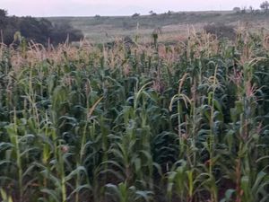 Terreno en Venta en Los Arenales (San Juan Dehedó) Amealco de Bonfil