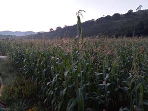 Terreno en Venta en Los Arenales (San Juan Dehedó) Amealco de Bonfil