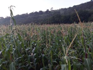 Terreno en Venta en Los Arenales (San Juan Dehedó) Amealco de Bonfil