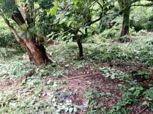 Terreno en Venta en Santo Domingo Ocotitlán Tepoztlán