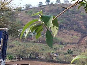 Terreno en Venta en Camino Antiguo a Tepoztlán Tepoztlán