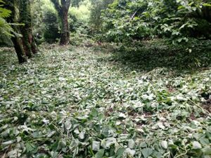 Terreno en Venta en Santo Domingo Ocotitlán Tepoztlán