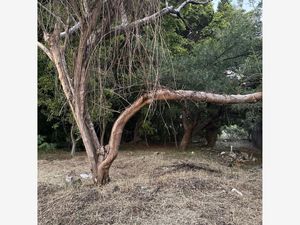 Terreno en Venta en Las Granjas Cuernavaca