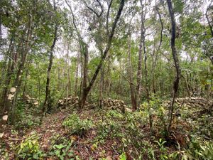 Terreno en Venta en Guerra de Castas Tulum