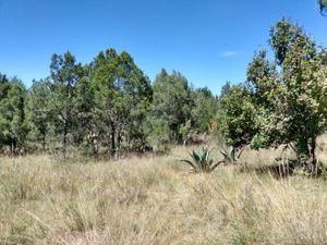 Terreno en Venta en Guadalupe Apizaco