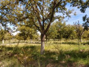 Terreno en Venta en Parras Parras