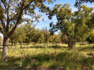 Terreno en Venta en Parras Parras