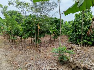 Terreno en Venta en Plátano y Cacao 2da. Sección (La Isla) Centro