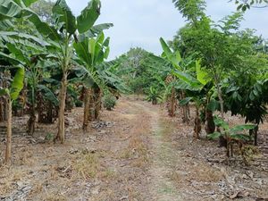 Terreno en Venta en Plátano y Cacao 2da. Sección (La Isla) Centro