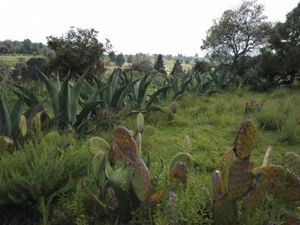 Terreno en Venta en Los Barbechos Villa del Carbón