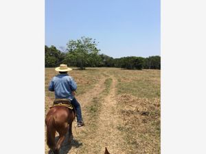 Finca/Rancho en Venta en Bajos del Jobo (Puente Moreno) Veracruz