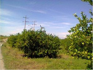 Terreno en Venta en Tecoman Centro Tecomán