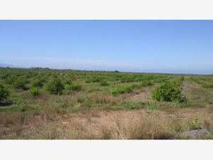 Terreno en Venta en Cerro de Ortega Tecomán