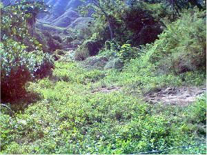 Finca/Rancho en Venta en Cofradía de Juárez Armería