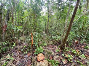 Terreno en Venta en Guerra de Castas Tulum