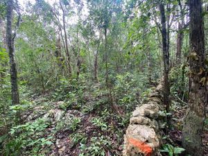 Terreno en Venta en Guerra de Castas Tulum