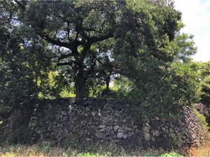 Terreno en Venta en San Andrés de la Cal Tepoztlán