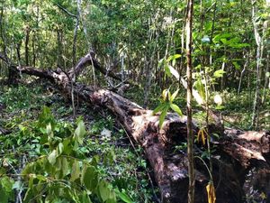 Terreno en Venta en Macario Gómez Tulum