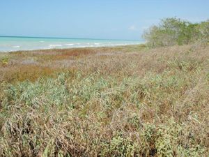 Terreno en Venta en Montecristo Campeche