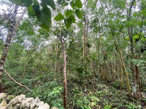 Terreno en Venta en Guerra de Castas Tulum