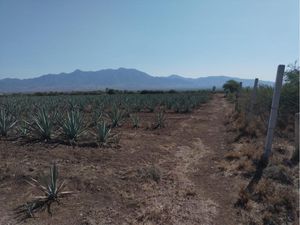 Terreno en Venta en San Jeronimo Tlacochahuaya San Jerónimo Tlacochahuaya