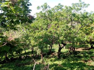 Terreno en Venta en Santo Domingo Ocotitlán Tepoztlán