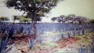 Terreno 28 has en San Ignacio Cerro Gordo, Jal. para siembra de agave, tomate Ch