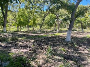 Terreno en Venta en Parras de la Fuente Centro Parras